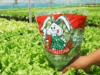 lechuga verde crespa bolsa